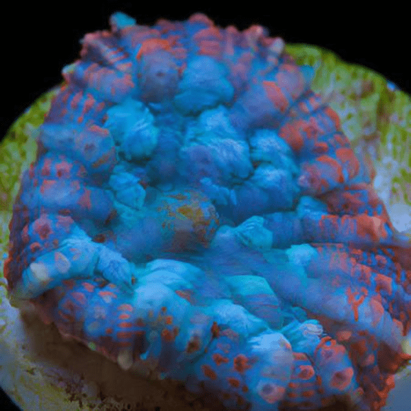 Blue Mushroom Coral Frag Rhodactis Sp - Real Aquatics