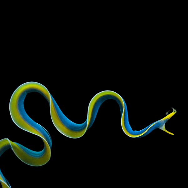 Blue Ribbon Eel Rhinomuraena Quaesita - Real Aquatics