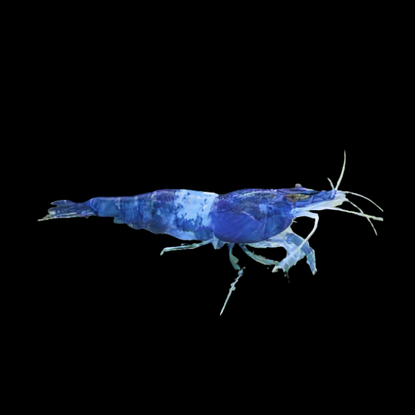Blue Stripe Rili Shrimp Neocaridina 2cm - Real Aquatics