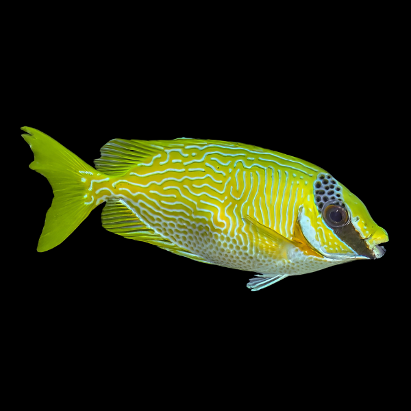 Blue Scrawled Rabbit Fish Siganus Puellus - Real Aquatics