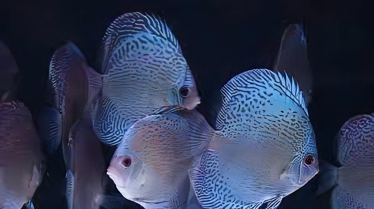 Blue Snakeskin Discus