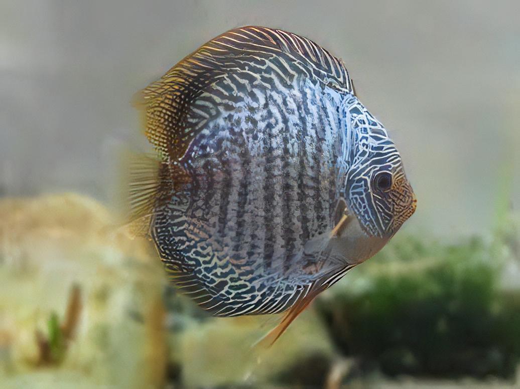 Blue Snakeskin Discus