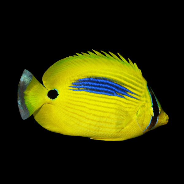 Blue Spot Butterfly Fish Chaetodon Plebeiu - Real Aquatics