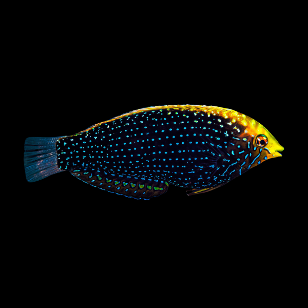 Blue Spot Leopard Wrasse Macropharyngodon Cyanoguttatus - Real Aquatics