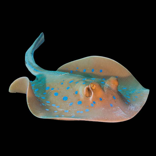 Blue Spotted Stingray Taeniura Lymma - Real Aquatics
