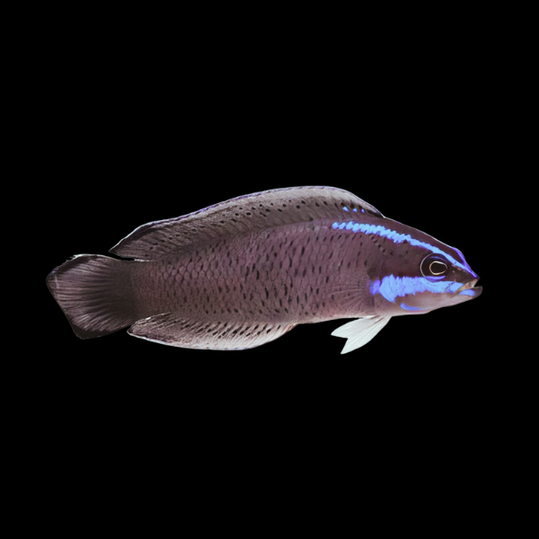 Blue Streak Pygmy Basslet Pseudochromis Springeri - Real Aquatics