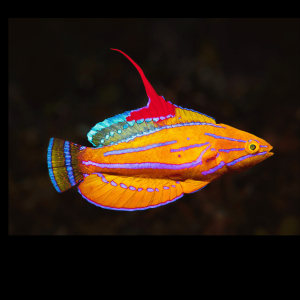 Blue Stripe Flasher Fairy Wrasse Paracheilinus Mccoskeri - Real Aquatics