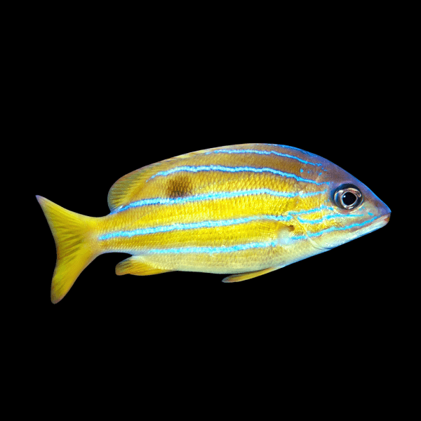 Blue Stripe Snapper Lutjanus Kasmira - Real Aquatics