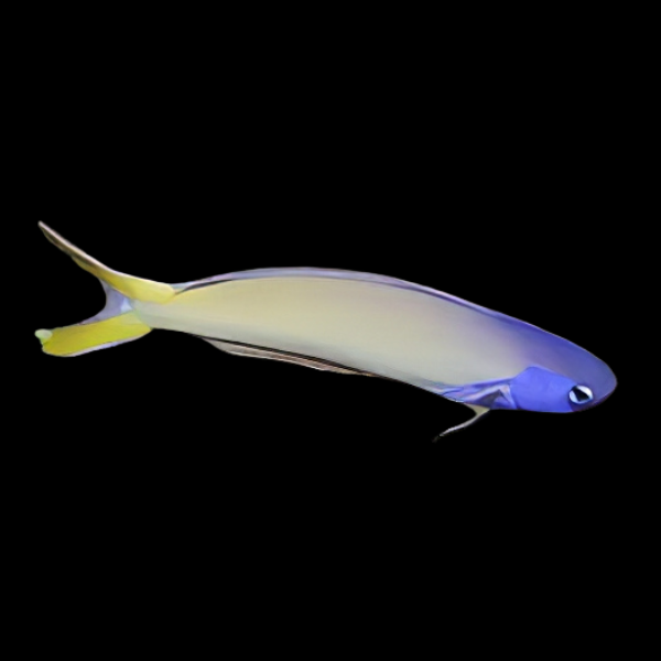 Blue Throat Tile Goby Hoplolatilus Starcki - Real Aquatics