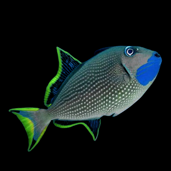 Blue Throat Trigger Fish Xanthichthys Auromarginatus - Real Aquatics