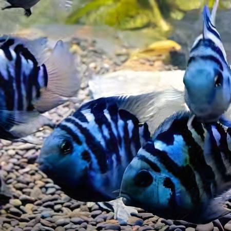 Blue Tiger Polar Parrot Fish Amatitlania x Cichlasoma Nigrofasciatus 4cm - Real Aquatics