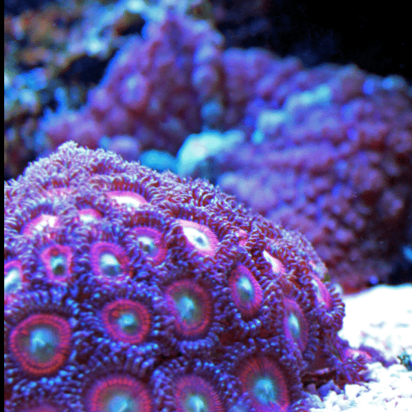 Blue Zoa Soft Coral Frag Zoanthus Sp - Real Aquatics