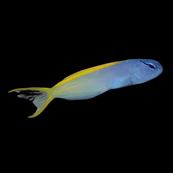 Blue and Gold Blenny Ecsenius Lividanalis - Real Aquatics