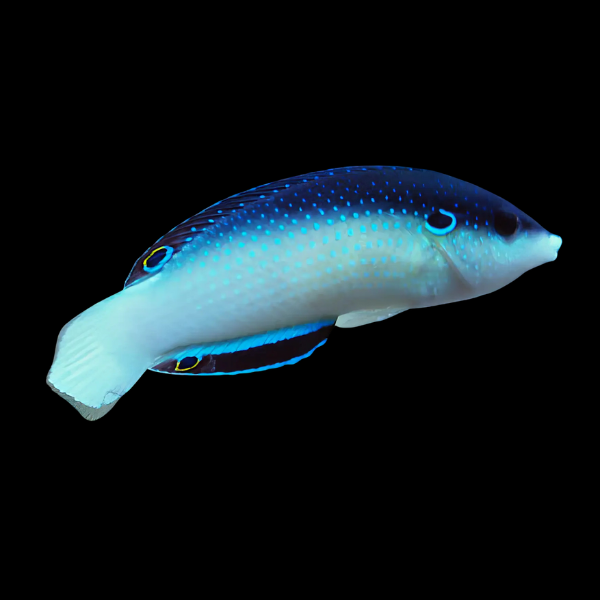 Blue and White Wrasse Anampses Neoguinacu - Real Aquatics