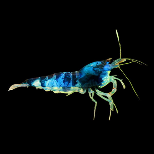 10 x Dragon Eye Crystal High Grade Shrimp Caridina Sp 2cm - Real Aquatics