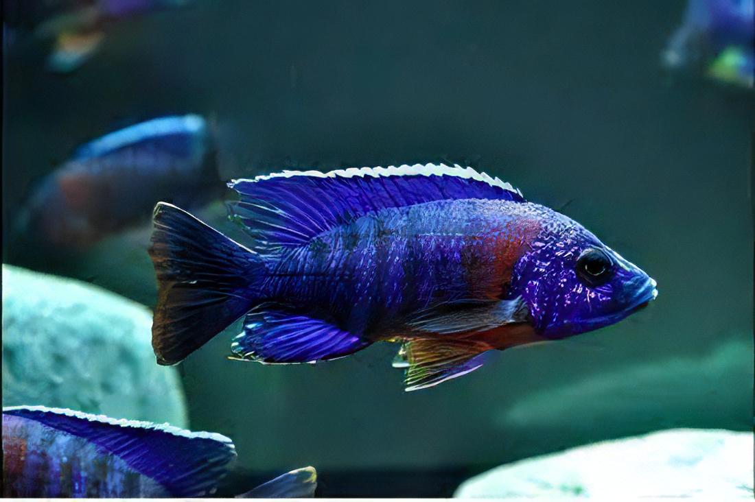 Aulonocara Blue Red Sided Peacock Malawi African Cichlid