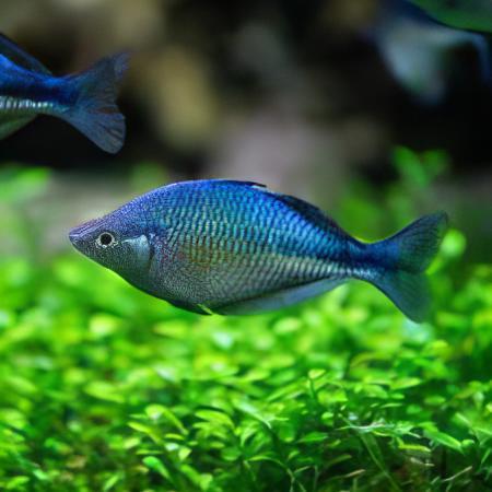 Turquoise Blue Rainbow Fish Melanotaenia Lacustris 5cm - Real Aquatics