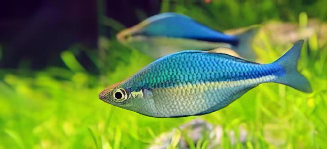 Turquoise Blue Rainbow Fish Melanotaenia Lacustris 5cm - Real Aquatics