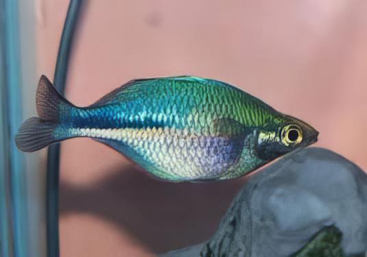 Turquoise Blue Rainbow Fish Melanotaenia Lacustris 5cm - Real Aquatics