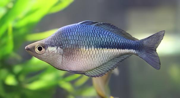 Turquoise Blue Rainbow Fish Melanotaenia Lacustris 5cm - Real Aquatics