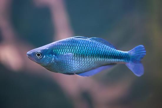 Turquoise Blue Rainbow Fish Melanotaenia Lacustris 5cm - Real Aquatics
