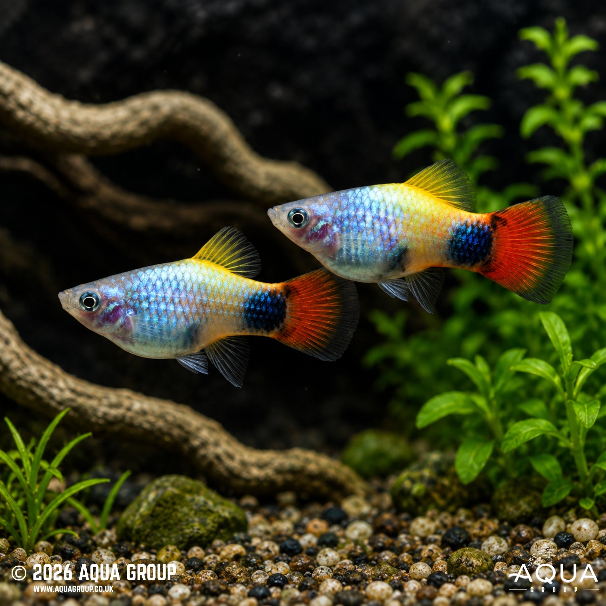 Blue Butterfly Moon Platy (Xiphophorus maculatus)