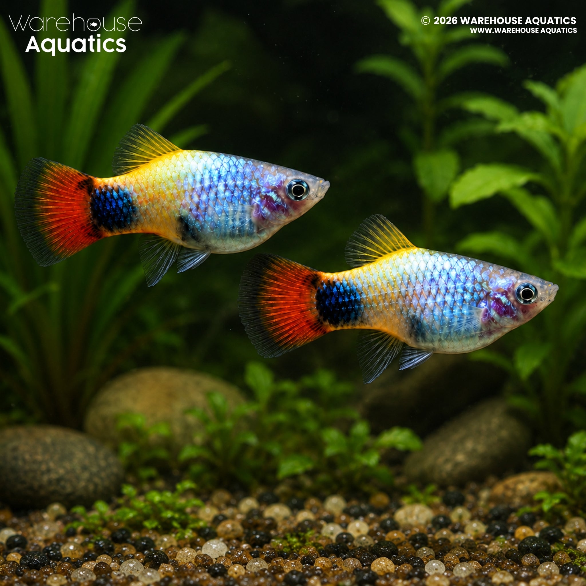 Blue Butterfly Moon Platy (Xiphophorus maculatus)