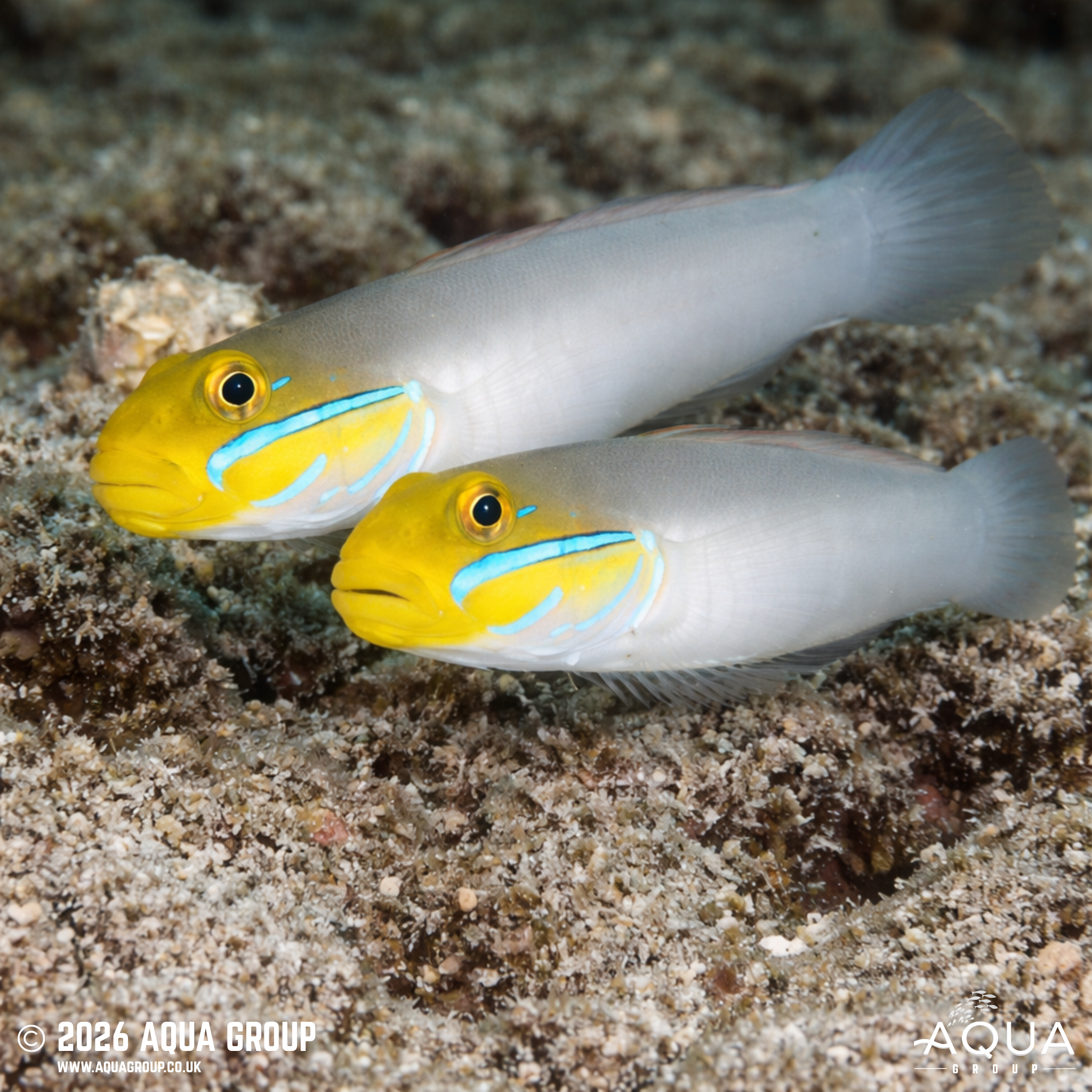 Blue Cheek Goby (Valenciennea strigata)