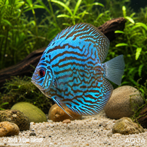 Discus