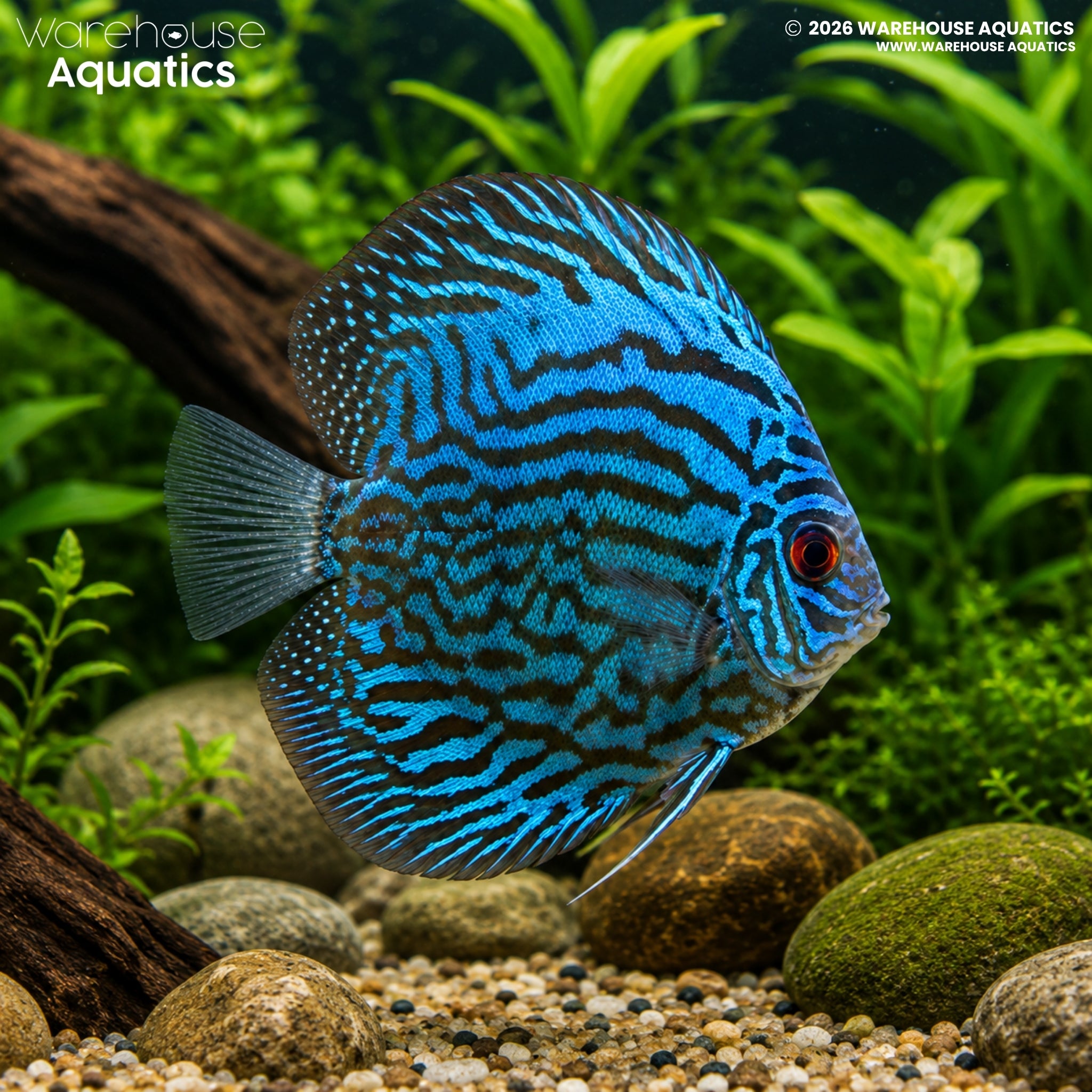 Blue Discus (Symphysodon discus)