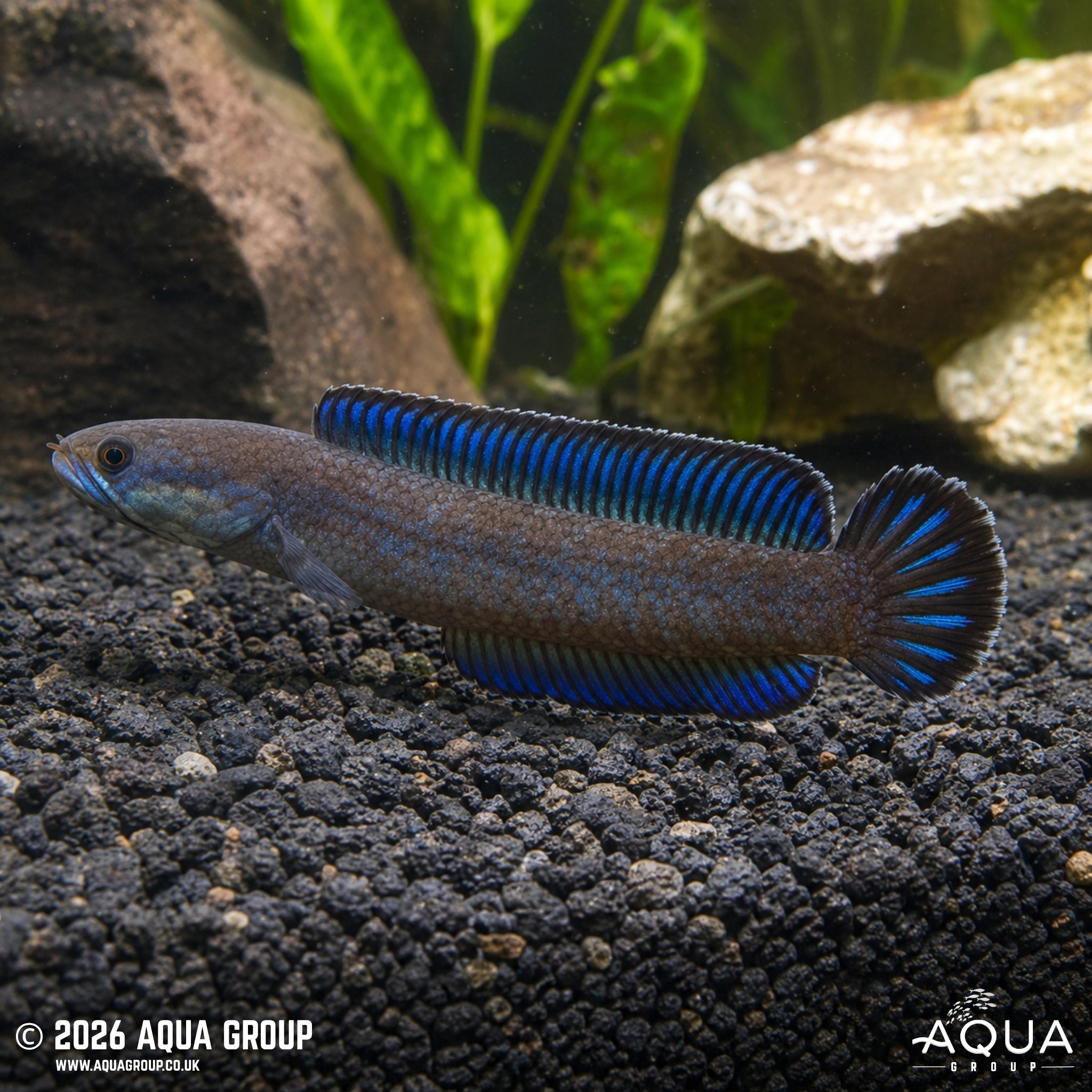 Blue Dwarf Snakehead (Channa andrao)