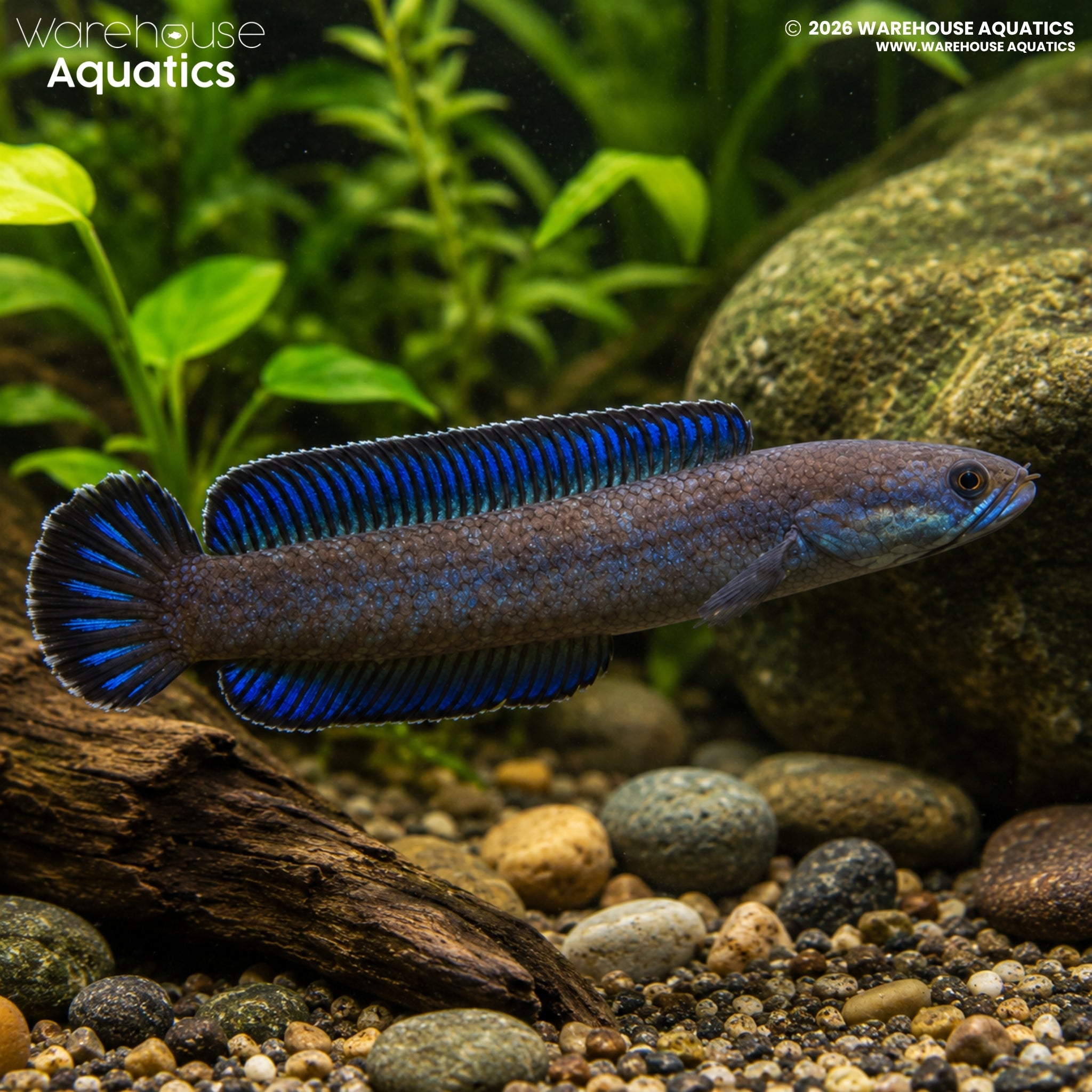 Blue Dwarf Snakehead (Channa andrao)