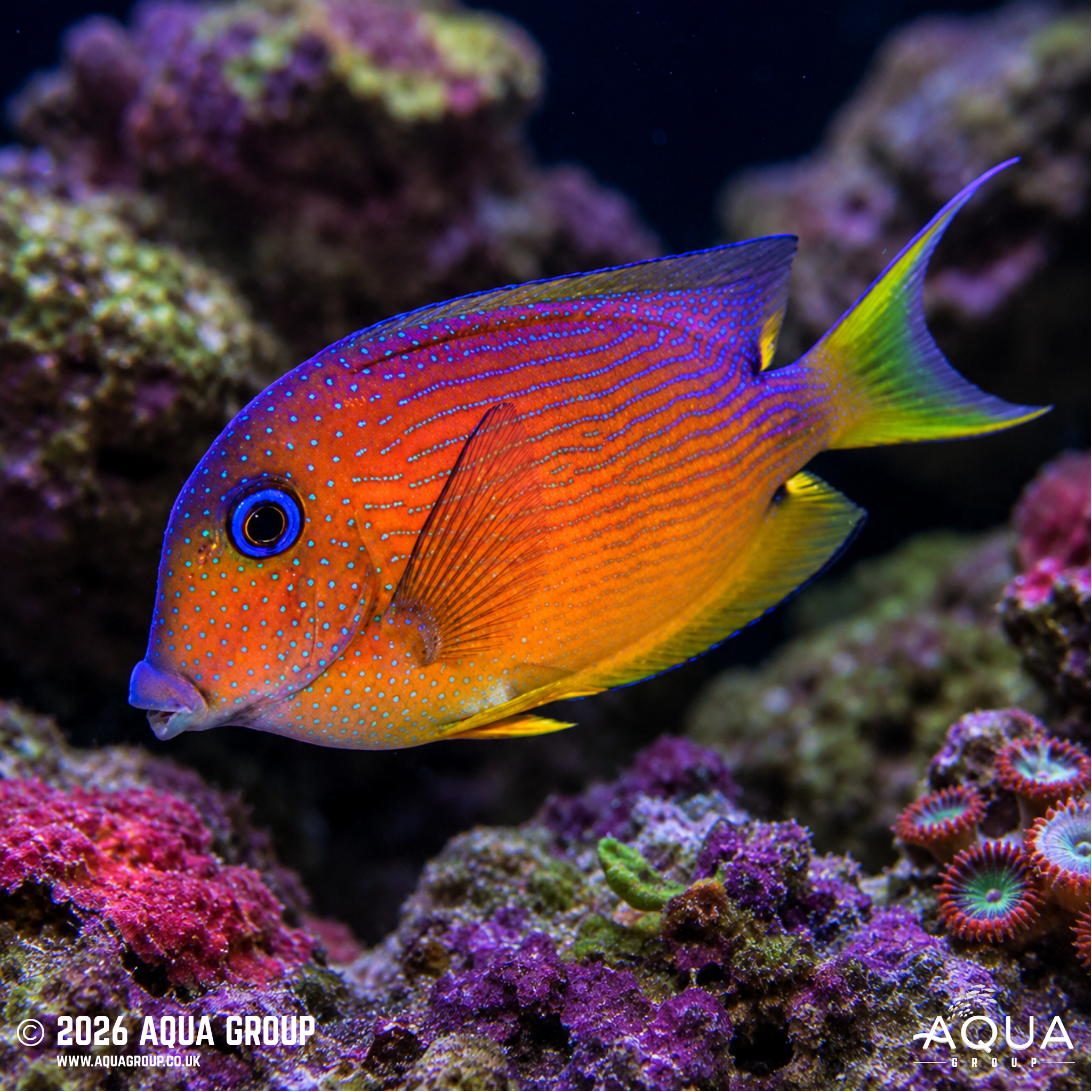 Blue Eye Kole Tang (Ctenochaetus binotatus)