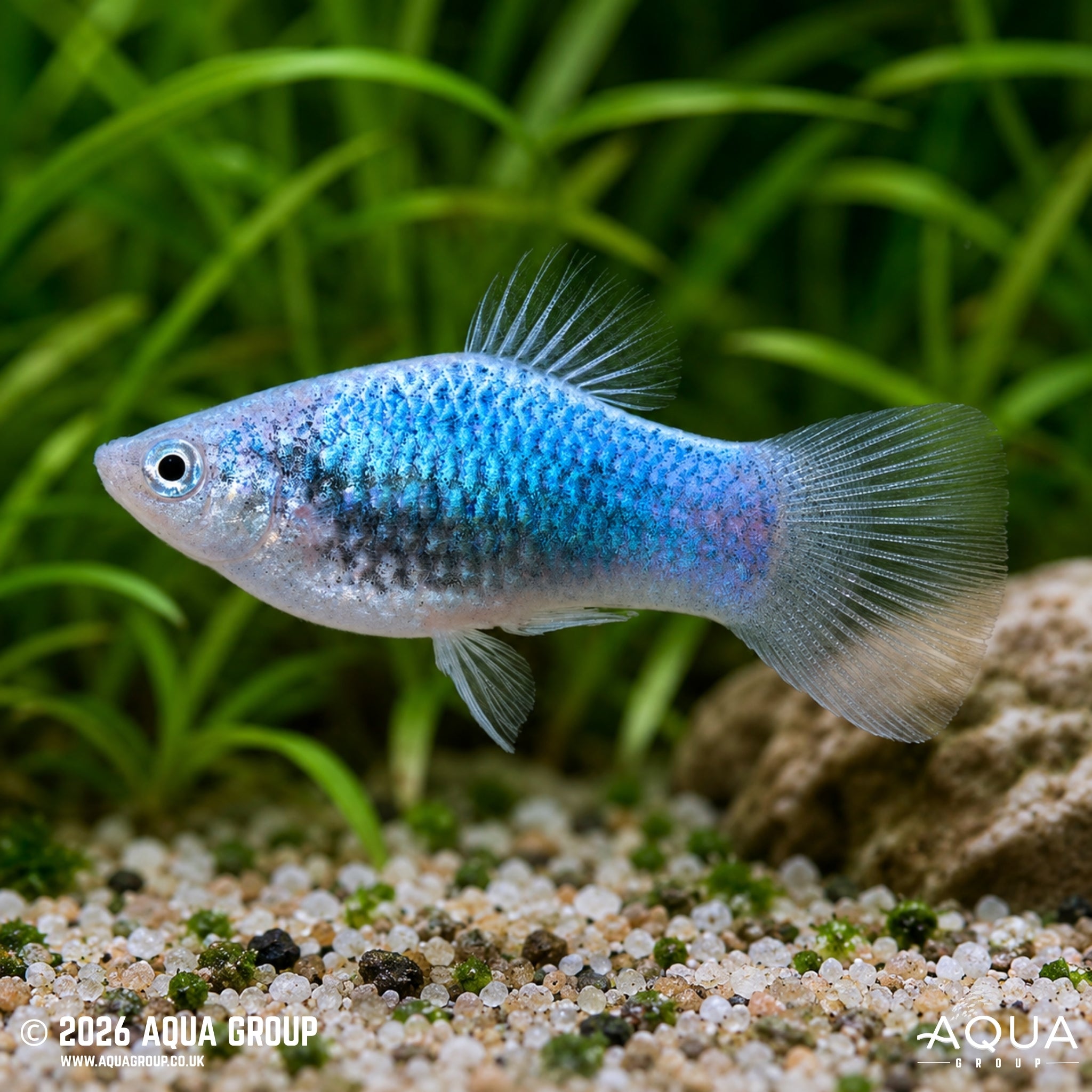 Blue Glowlight Platy (Xiphophorus maculatus)