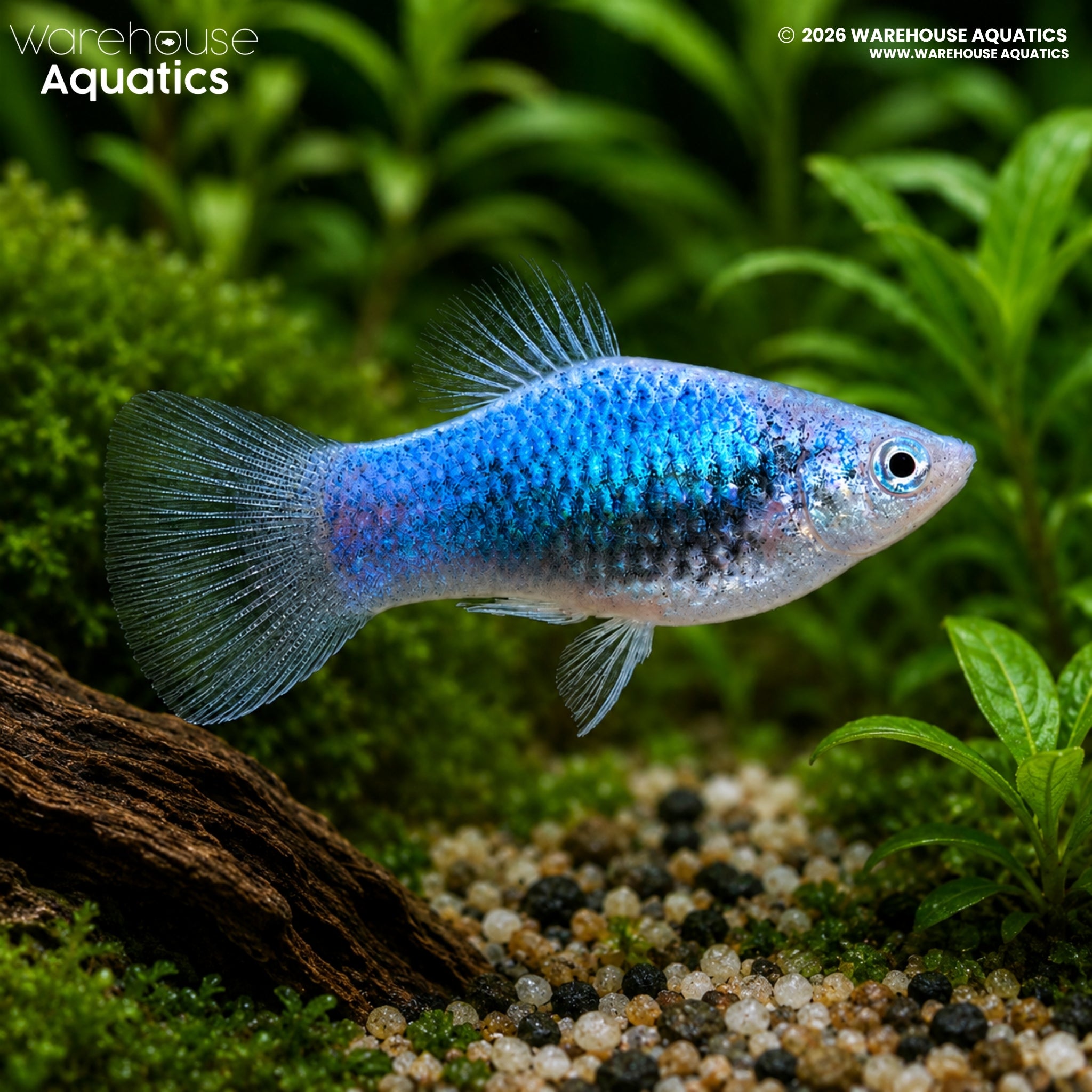 Blue Glowlight Platy (Xiphophorus maculatus)