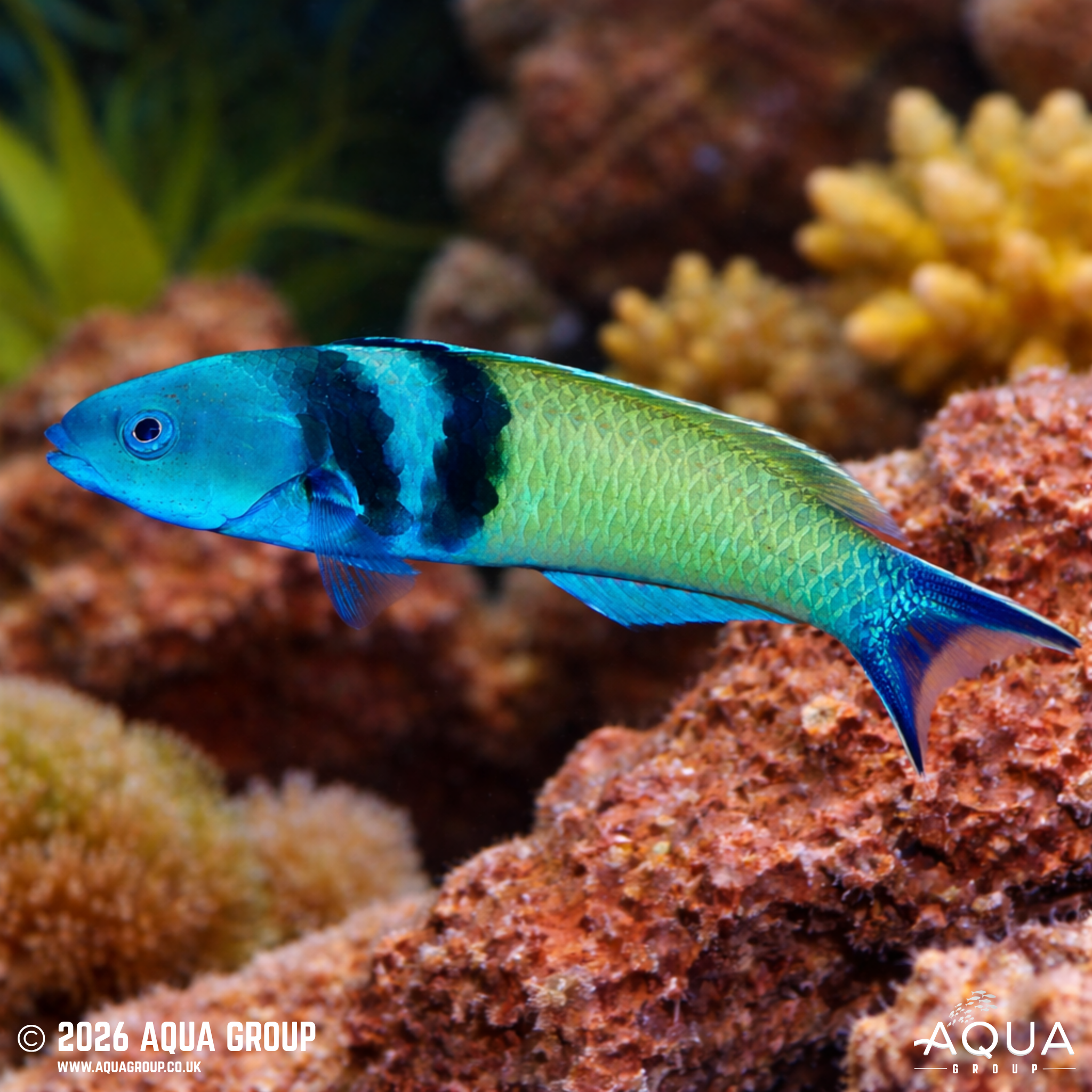 Bluntheaded Wrasse (Thalassoma amblycephalum)