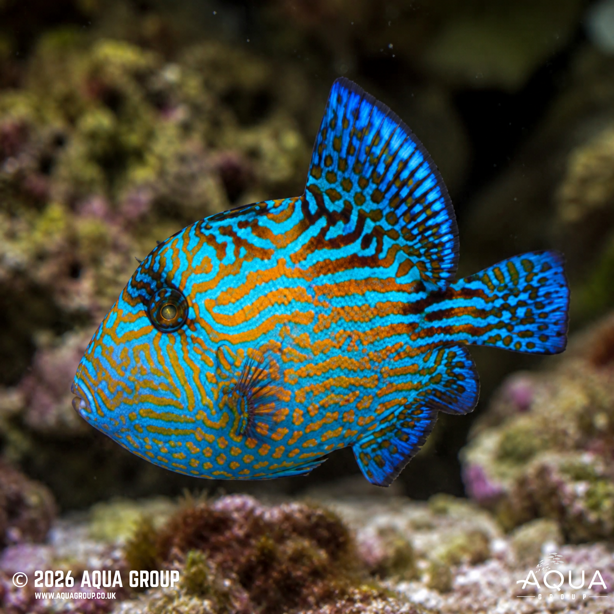 Blue Jigsaw Triggerfish (Pseudobalistes fuscus)