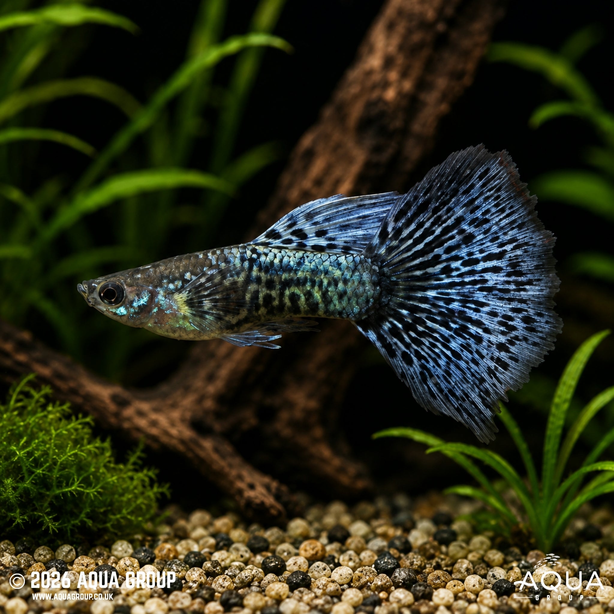 Blue Metal Dragon Guppy (Poecilia reticulata)