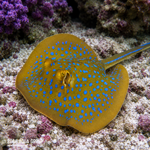 Marine Stingrays