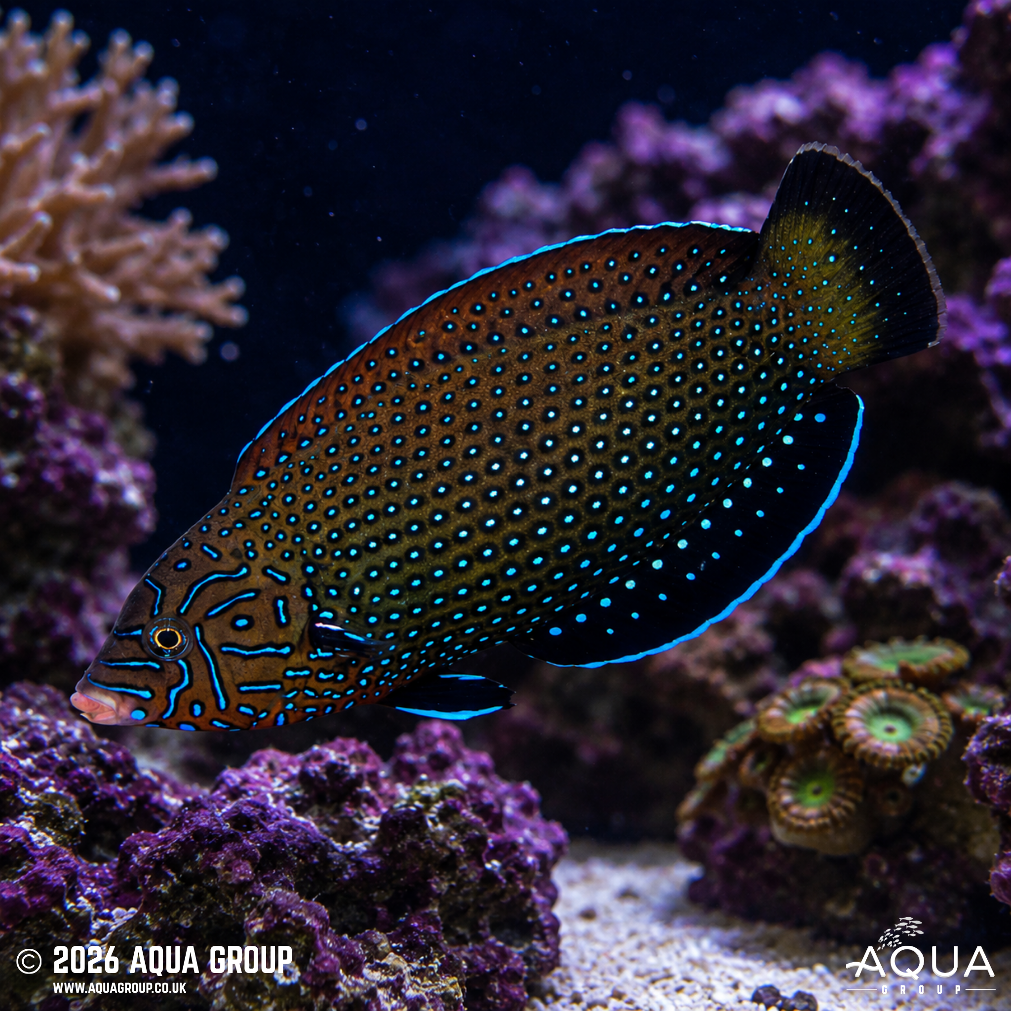 Blue Spotted Tamarin Wrasse (Anampses caeruleopunctatus)