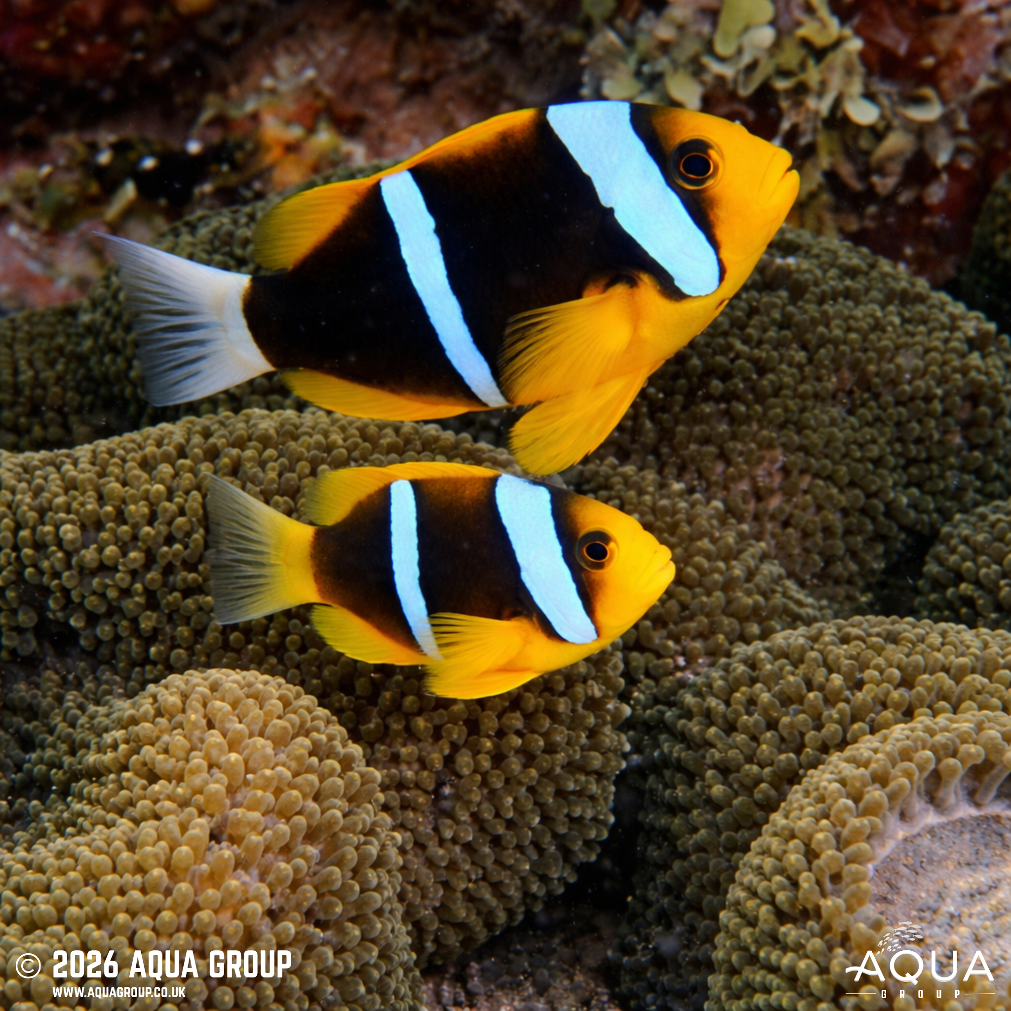 Orangefin Anemonefish (Amphiprion chrysopterus)