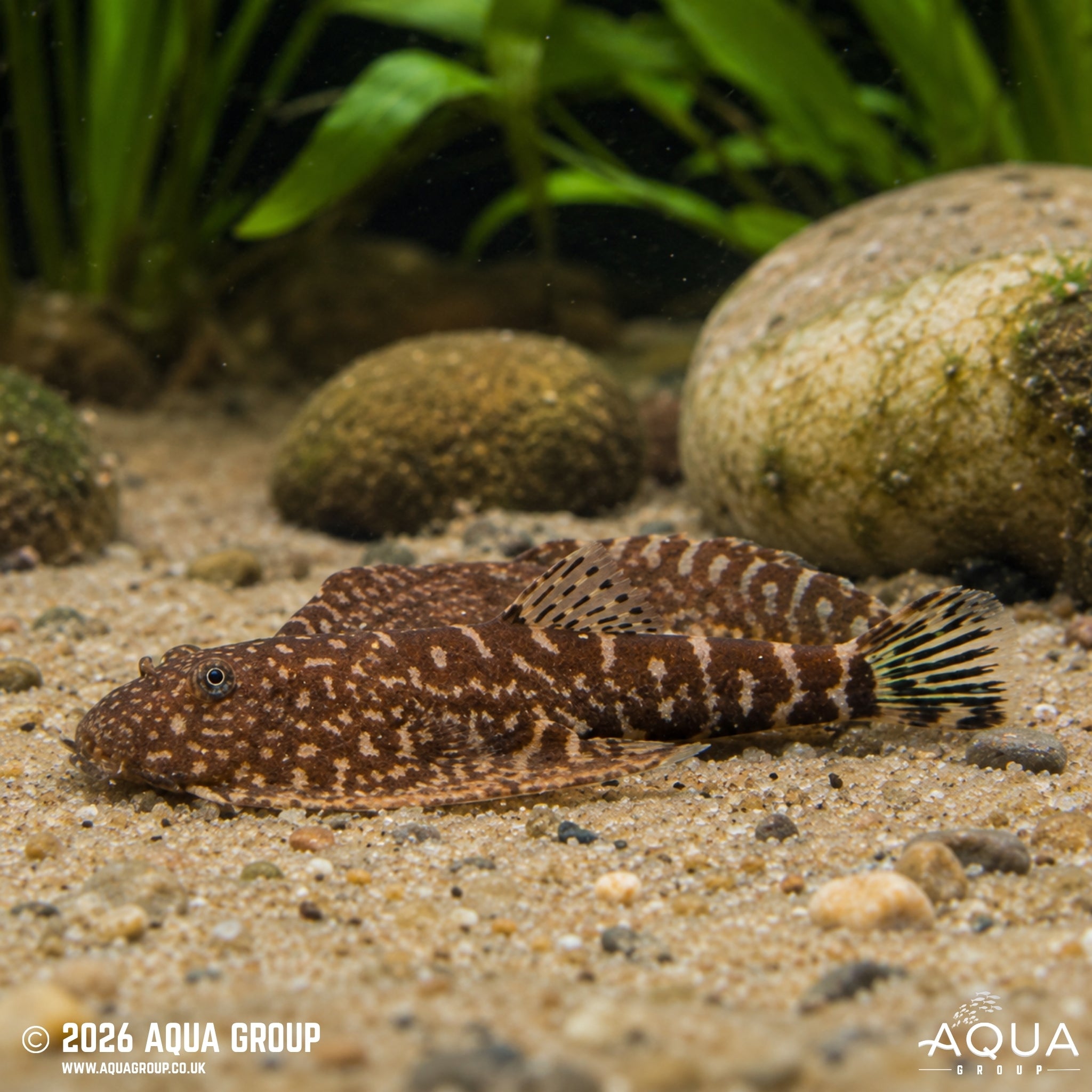 Blue Tail Borneo Loach (Gastromyzon sp.)