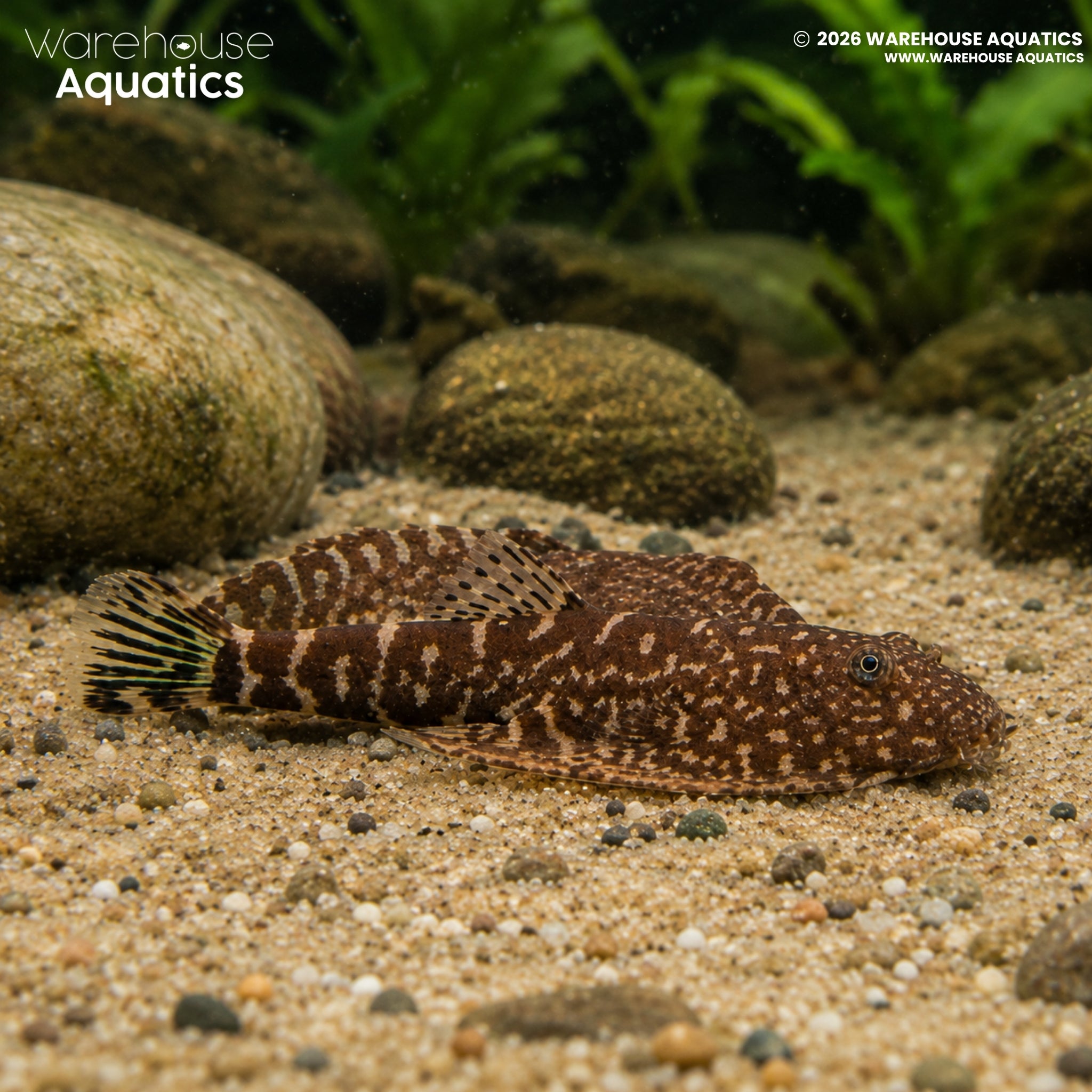Blue Tail Borneo Loach (Gastromyzon sp.)