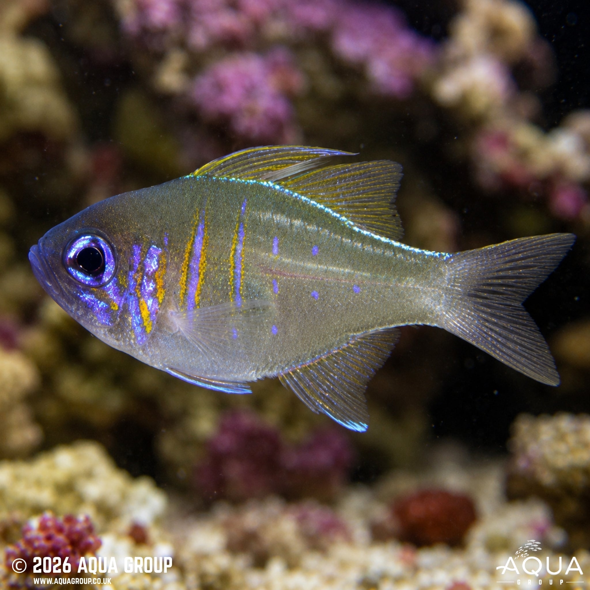 Longspine Cardinalfish (Zoramia leptacantha)
