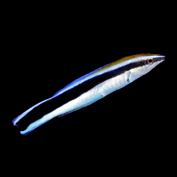 Bluestreak Bicolor Cleaner Wrasse Labroides Bicolor - Real Aquatics