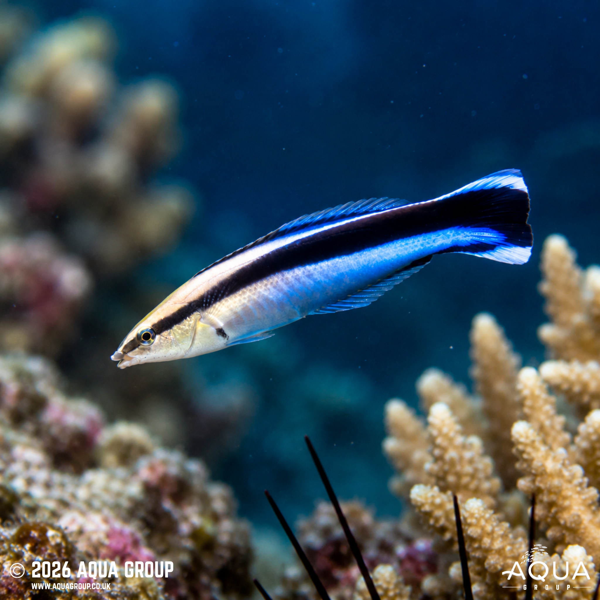 Bluestreak Cleaner Wrasse (Labroides dimidiatus)