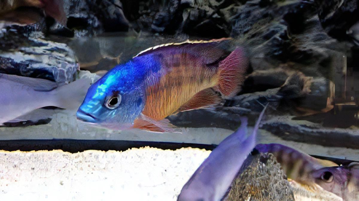 Haplochromis Boadzulu Red Empress Malawi African Cichlid