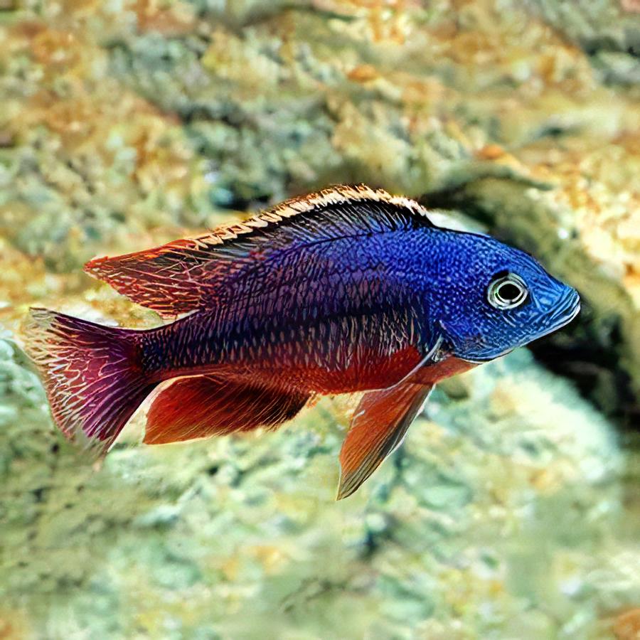 Haplochromis Boadzulu Red Empress Malawi African Cichlid