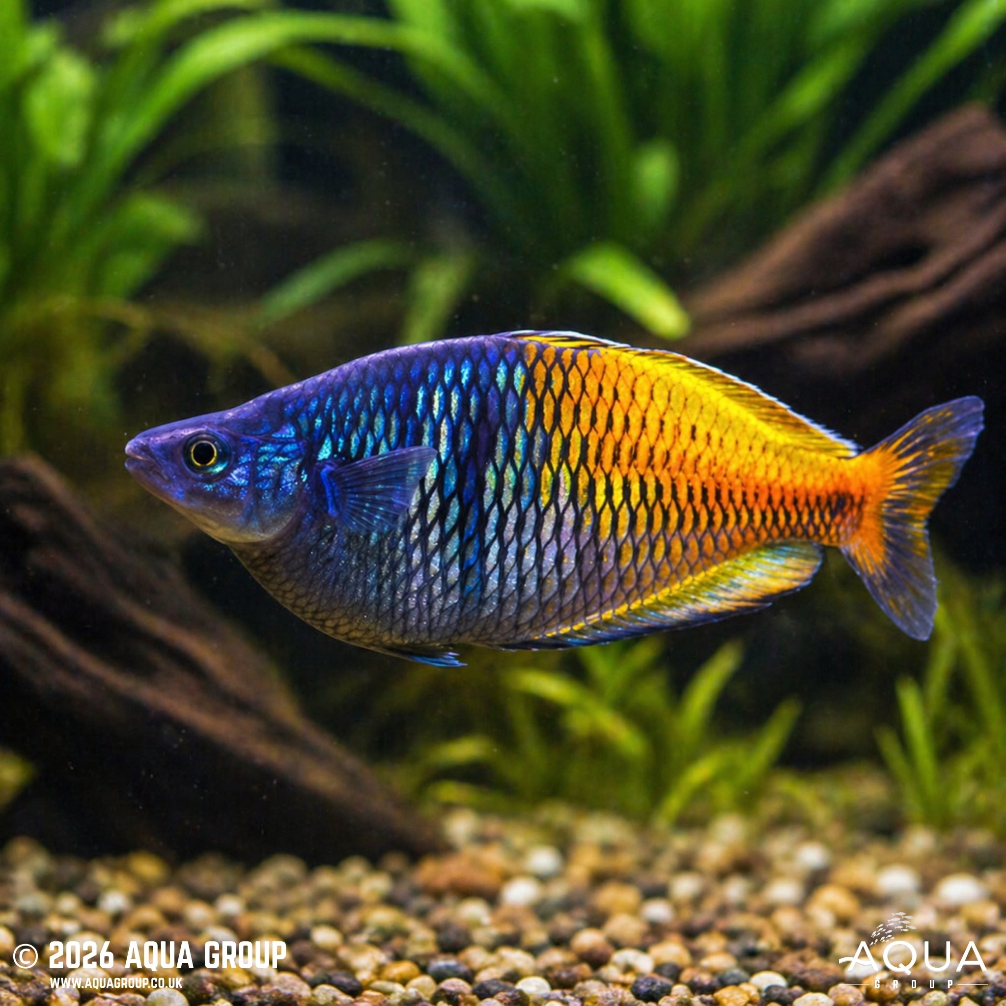 Boeseman's Rainbowfish (Melanotaenia boesemani)