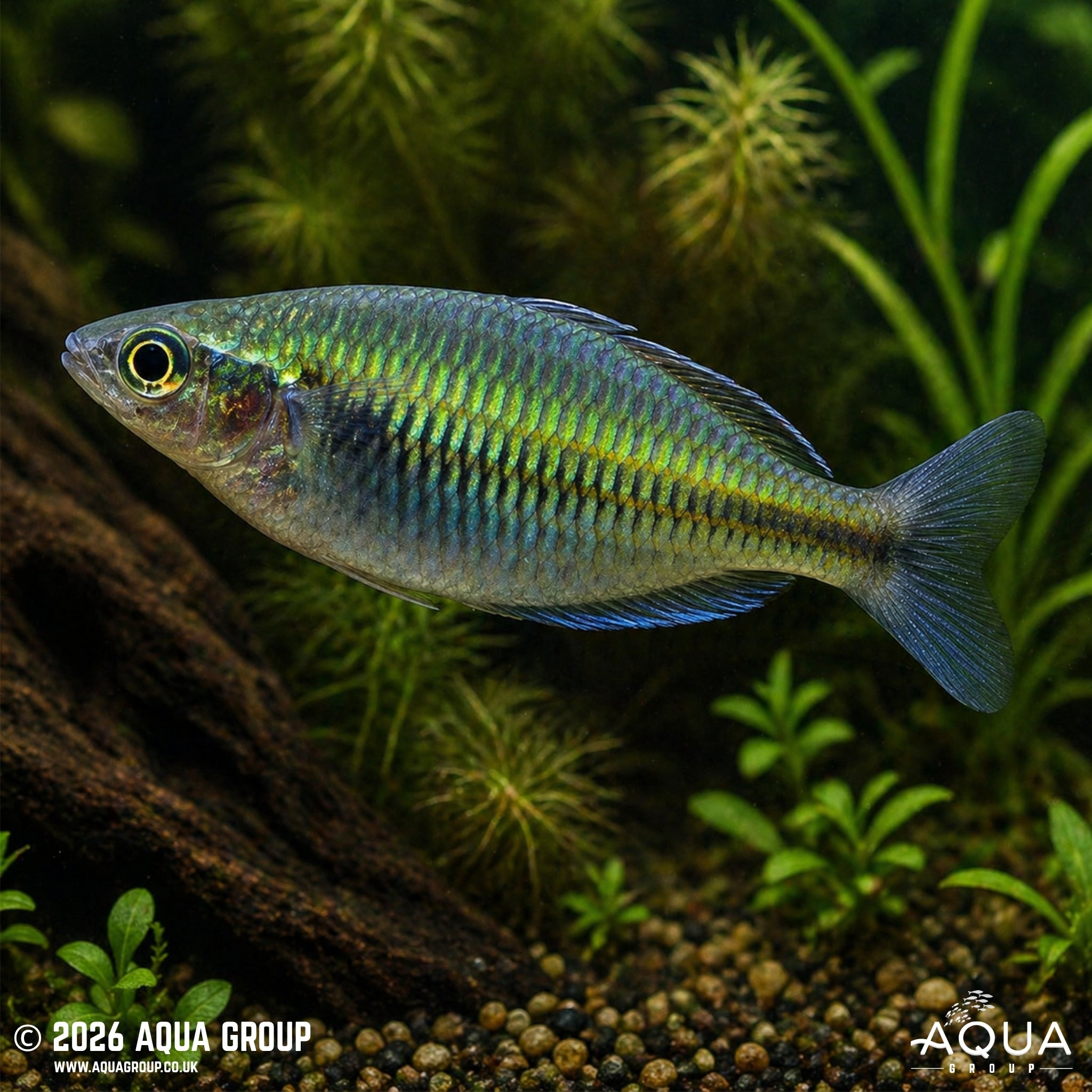 Boeseman's Rainbowfish